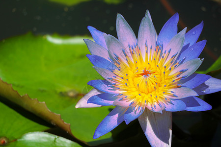蓝莲花在池塘中盛开 水井上模糊的垫子背景图片