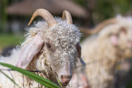 动物园的羊群羊肉农场动物白色背景图片