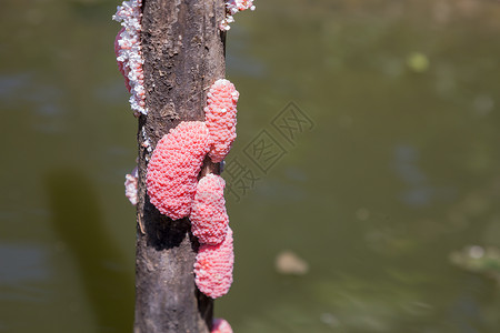 以自然背景的苹果蜗牛蛋作为错觉软体动物蜗牛生长生活粉色绿色植物通灵圆形背景图片