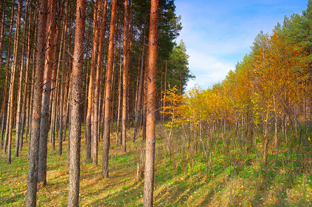 秋天的森林里 有松树和灌木林黄色阳光蓝色场景植物美丽棕色分支机构土地树叶背景