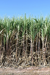 甘蔗 甘蔗植物在田间生长 种植园甘蔗林场 甘蔗田背景热带环境燃料生物土地活力乙醇收成国家收获背景图片