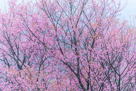 大型花朵樱花背景图片