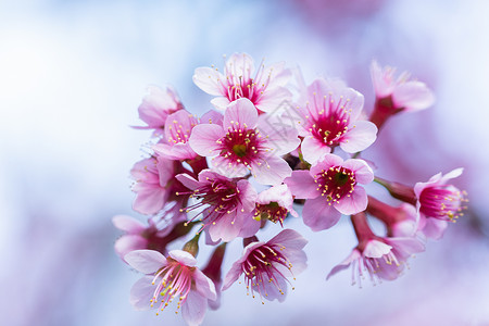 大型花朵樱花背景图片