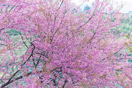 大型花朵樱花背景图片