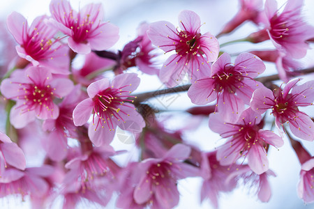 大型花朵樱花背景图片