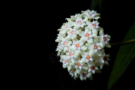 Hoya 花花宏宏观植物白色背景图片