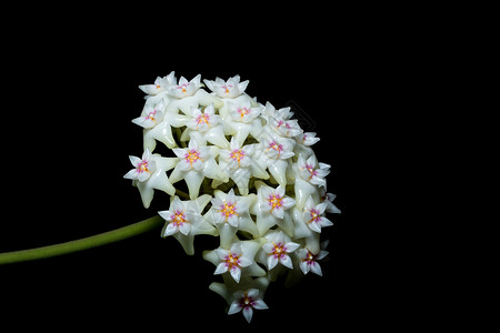 白色花花红色花朵肉桂背景图片