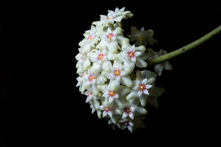 Hoya 花花宏植物白色宏观背景图片
