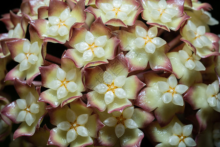 Hoya 花花宏宏观植物白色背景图片