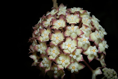 Hoya 花花宏宏观白色植物背景图片