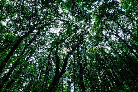 森林的自然资源和林绿色阳光自然太阳背景图片
