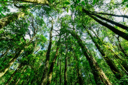 森林的自然资源和林阳光太阳自然绿色背景图片