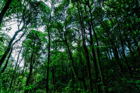 森林的自然资源和林绿色太阳自然阳光背景图片