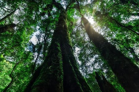 森林的自然资源和林自然太阳绿色阳光背景图片