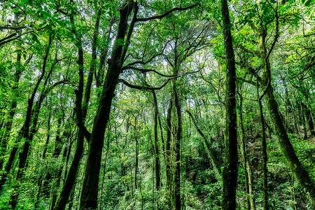 森林的自然资源和林自然阳光绿色太阳背景图片