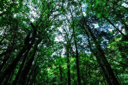 森林的自然资源和林自然绿色阳光太阳背景图片
