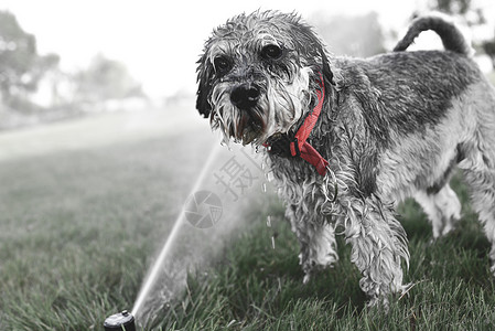 湿湿的宠物Schnauzer狗狗狗玩水 在炎热的夏日从喷洒器中饮水哺乳动物洒水器小狗活动犬类狗嘴毛皮公园打扫牙齿背景