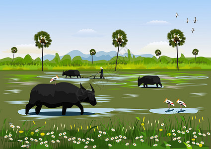 水牛吃草水牛在田里吃草 鸟儿在旁边觅食 农民用水牛耕种土壤 背景中的棕榈树和山脉插画