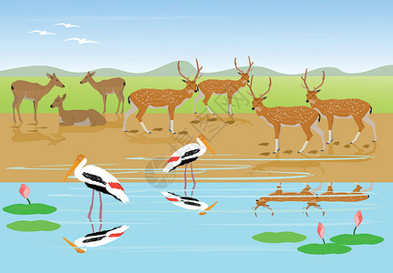而成群的拟花鮨成群的鹿在溪边休息 彩绘鹳在水中行走 以草原和山脉为背景插画