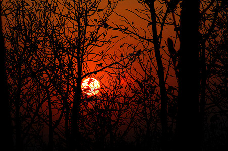 日落树天空日落树木木头太阳背景图片