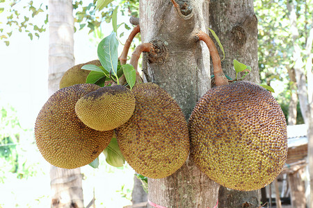 Jackfruit 小杰克fruit 在Jickfruit树农场有机背景