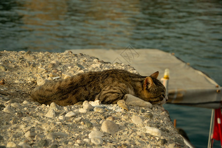 海虎翅灰小猫紧贴着青眼的灰猫 躺在T附近的岩石上街道猫咪眼睛库存哺乳动物动物宠物照片毛皮猫科背景