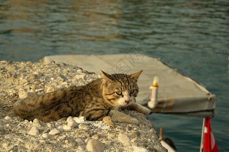 海虎翅灰小猫紧贴着青眼的灰猫 躺在T附近的岩石上码头街道哺乳动物小猫猫科猫咪蓝色照片宠物虎斑背景