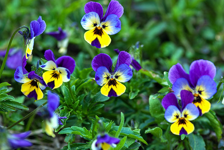 夏季花园的蓝花或红心高清图片
