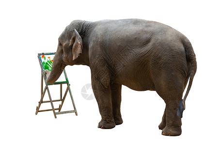 亚洲大象在孤立的白框中绘画一朵图片花背景图片