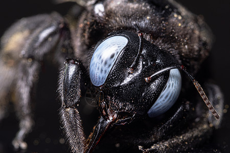 Xylocopada 黑底昆虫蜜蜂背景图片