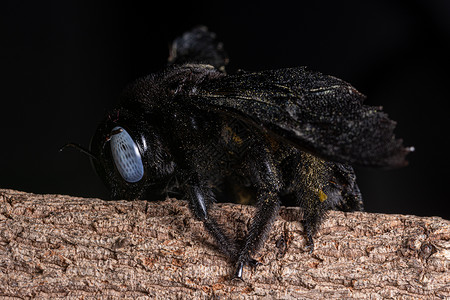 Xylocopada 黑底昆虫蜜蜂背景图片