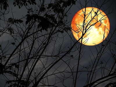 超级满月 在花园里带回圆周的干树背景图片