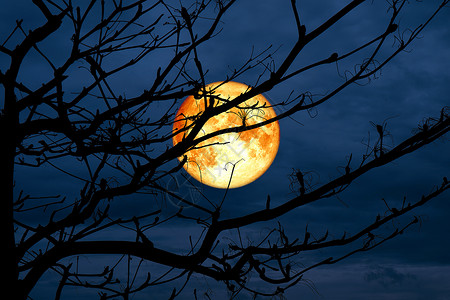 月亮的树枝干 夜蓝天背景图片