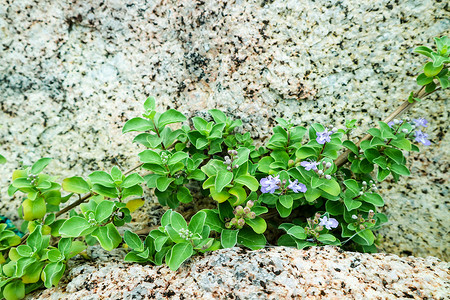 海滩附近的植物和沙石花岗上的浅蓝色鲜花砂岩蓝色植物群辉光扇子石头岩石沿海海岸花朵背景图片