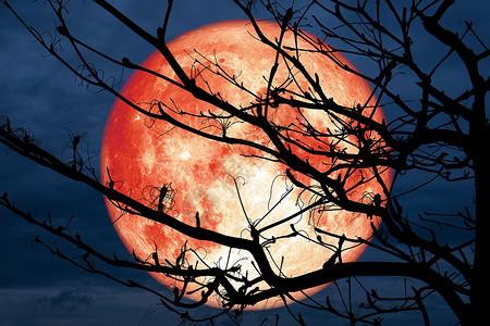 超级满红色月亮背影树枝干树之夜背景图片