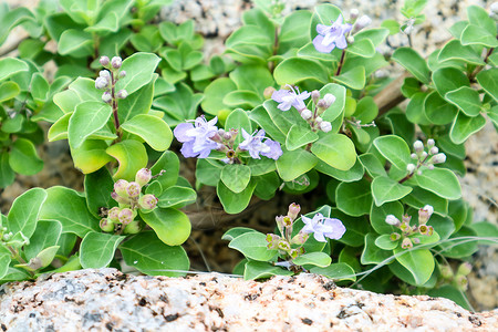 海滩附近的植物和沙石花岗上的浅蓝色鲜花扇子野花海岸日落紫色辉光岩石蓝色花朵石头背景图片