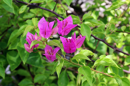 地中海气候树日光花朵 紫布哥伦佛罗兰花 粉红和紫色 背景模糊的花叶子公园农村植物群季节生态花园热带太阳气候背景