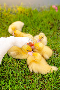 爱你鸭表情包母亲用爱照顾小鸭子和爱的婴儿鸭背景