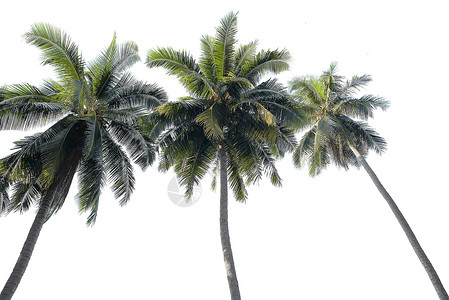 白色棕榈树在白色背景上隔离的椰子棕榈树树叶生长假期叶子异国植物气候公园旅行天堂背景