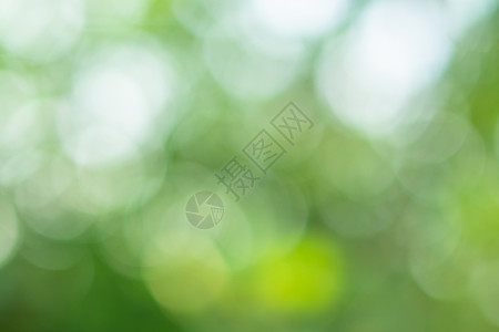 绿色自然光模糊的散景圆叶子季节植物森林阳光背景背景图片