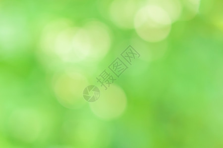 绿色自然光模糊的散景圆叶子阳光季节背景森林植物背景图片
