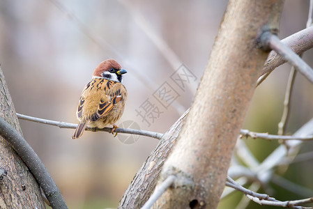 锉削欧亚树木麻雀在分会削片动物群动物野生动物棕色传球鸟类荒野麻雀羽毛背景