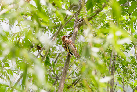 麻雀在一分行野花羽毛鸟类草本植物动物群杂草白色荒野野生植物鸣禽背景图片