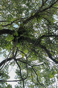 寄生在一棵巨大的热带树冠的树枝上 的绿叶 鸟巢蕨是蕨科蕨类植物的附生物种病灶宏观繁荣蜈蚣森林植物群季节植物学花瓣花园背景图片