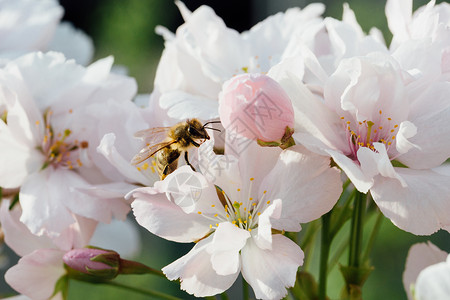 蜜蜂授粉樱花花环境植物传粉者昆虫蜂巢栖息地花粉粉色生态花园背景图片