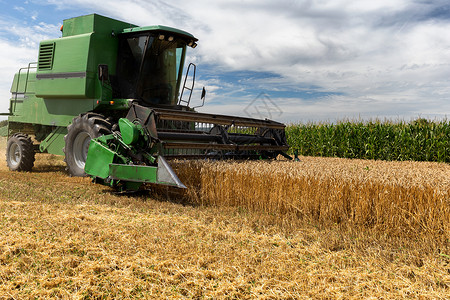 收割玉米集成收割农机 收获黄金成熟的WHE收成农业农村生产机器食物工作种子土地粮食背景