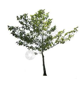 白色背景上孤立的树季节绿色树干植物生活环境落叶多叶叶子木头背景图片