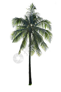 孤立的椰子树异国白色树叶椰子植物绿色情调绿色植物核桃属热带背景图片
