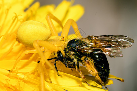 黄蜘蛛抓住蜜蜂昆虫蝴蝶宏观森林捕食者动物背景图片