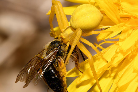 黄蜘蛛抓住蜜蜂动物捕食者森林昆虫宏观蝴蝶背景图片